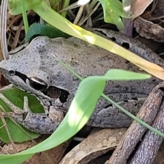 Litoria latopalmata (Broad-palmed Tree-frog) at Murringo, NSW - 7 Oct 2023 by trevorpreston
