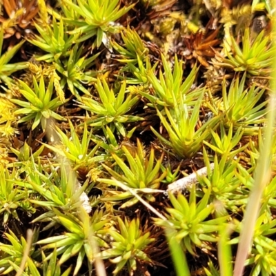 Unidentified Moss, Liverwort or Hornwort at Murringo, NSW - 7 Oct 2023 by trevorpreston