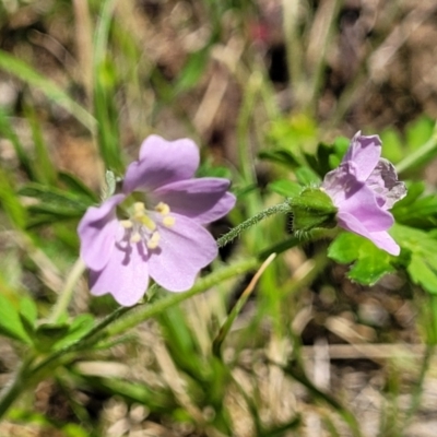 Geranium sp.2 at Murringo, NSW - 7 Oct 2023 by trevorpreston