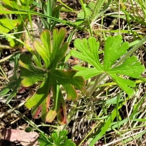 Geranium sp.2 at Murringo, NSW - 7 Oct 2023 11:08 AM