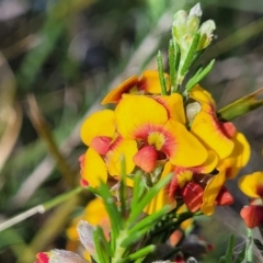 Dillwynia sericea (Egg And Bacon Peas) at Dananbilla Nature Reserve - 7 Oct 2023 by trevorpreston