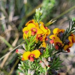 Dillwynia sericea at Murringo, NSW - 7 Oct 2023 11:07 AM