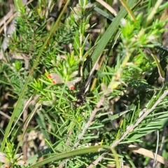 Dillwynia sericea at Murringo, NSW - 7 Oct 2023 11:07 AM