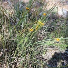 Dillwynia sericea at Murringo, NSW - 7 Oct 2023 11:07 AM