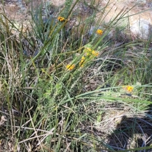 Dillwynia sericea at Murringo, NSW - 7 Oct 2023 11:07 AM
