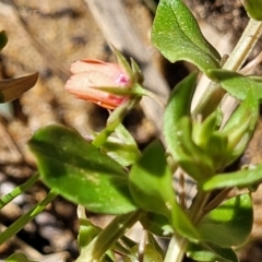 Lysimachia arvensis (Scarlet Pimpernel) at Murringo, NSW - 7 Oct 2023 by trevorpreston