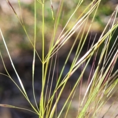 Austrostipa scabra subsp. falcata (Rough Spear-grass) at Murringo, NSW - 7 Oct 2023 by trevorpreston