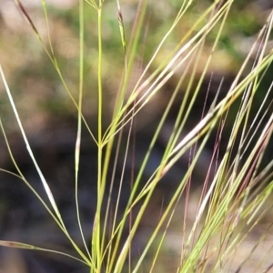 Austrostipa scabra subsp. falcata at Murringo, NSW - 7 Oct 2023