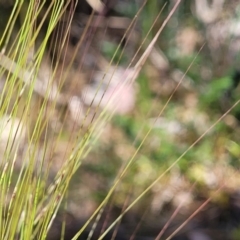 Austrostipa scabra subsp. falcata at Murringo, NSW - 7 Oct 2023