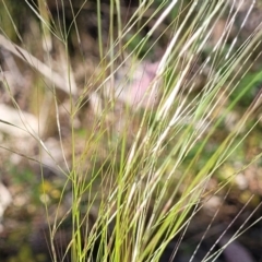 Austrostipa scabra subsp. falcata at Murringo, NSW - 7 Oct 2023 11:05 AM