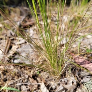 Austrostipa scabra subsp. falcata at Murringo, NSW - 7 Oct 2023