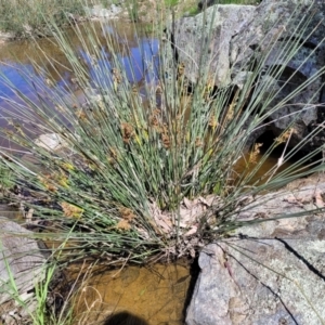 Juncus sp. at Murringo, NSW - 7 Oct 2023