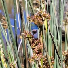 Juncus sp. at Murringo, NSW - 7 Oct 2023