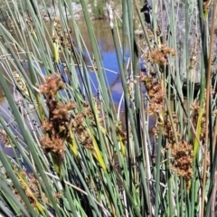 Juncus sp. at Murringo, NSW - 7 Oct 2023