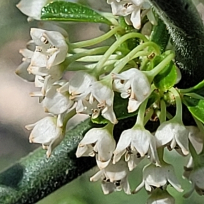 Discaria pubescens (Australian Anchor Plant) at Murringo, NSW - 7 Oct 2023 by trevorpreston