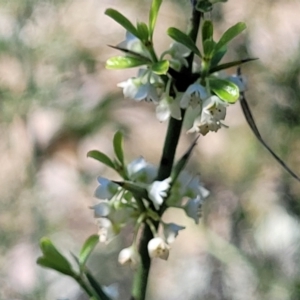 Discaria pubescens at Murringo, NSW - 7 Oct 2023 11:03 AM