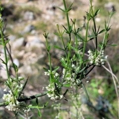 Discaria pubescens at Murringo, NSW - 7 Oct 2023 11:03 AM