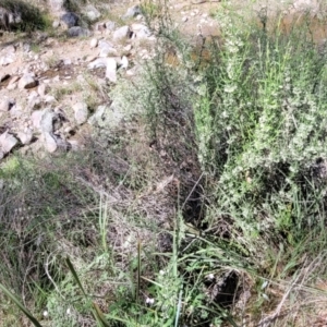 Discaria pubescens at Murringo, NSW - 7 Oct 2023 11:03 AM