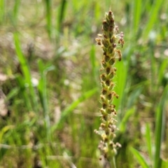 Plantago varia (Native Plaintain) at Murringo, NSW - 7 Oct 2023 by trevorpreston