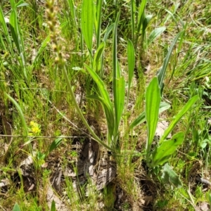 Plantago varia at Murringo, NSW - 7 Oct 2023 11:01 AM