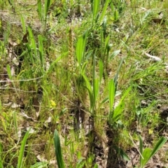 Plantago varia at Murringo, NSW - 7 Oct 2023 11:01 AM