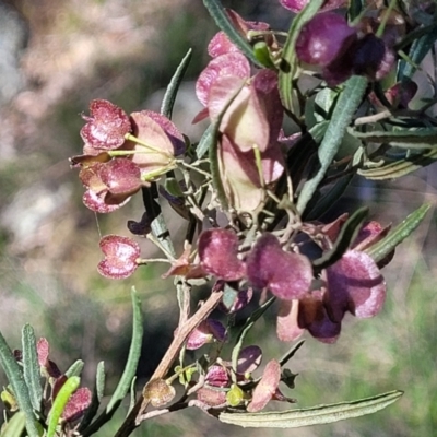 Dodonaea viscosa subsp. angustissima (Hop Bush) at Murringo, NSW - 7 Oct 2023 by trevorpreston
