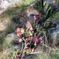 Dodonaea viscosa subsp. angustissima at Murringo, NSW - 7 Oct 2023 11:00 AM