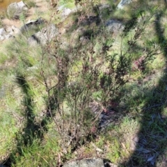 Dodonaea viscosa subsp. angustissima at Murringo, NSW - 7 Oct 2023 11:00 AM