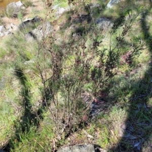 Dodonaea viscosa subsp. angustissima at Murringo, NSW - 7 Oct 2023 11:00 AM