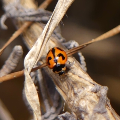 Coccinella transversalis (Transverse Ladybird) at Braemar, NSW - 7 Oct 2023 by Curiosity