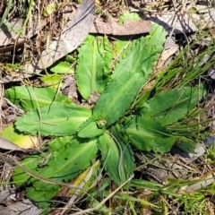 Solenogyne dominii (Smooth Solenogyne) at Dananbilla Nature Reserve - 7 Oct 2023 by trevorpreston