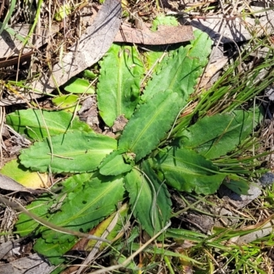 Solenogyne dominii (Smooth Solenogyne) at Dananbilla Nature Reserve - 7 Oct 2023 by trevorpreston