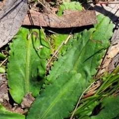 Solenogyne dominii at Murringo, NSW - 7 Oct 2023