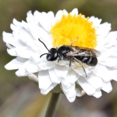 Lasioglossum (Chilalictus) lanarium (Halictid bee) at Greenleigh, NSW - 7 Oct 2023 by DianneClarke