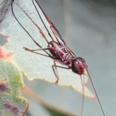 Torbia viridissima at Murringo, NSW - 7 Oct 2023