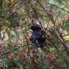 Corcorax melanorhamphos (White-winged Chough) at Greenleigh, NSW - 2 Oct 2023 by LyndalT