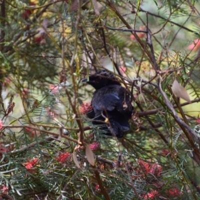 Corcorax melanorhamphos (White-winged Chough) at Greenleigh, NSW - 2 Oct 2023 by LyndalT