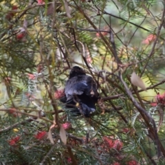 Corcorax melanorhamphos at Greenleigh, NSW - 3 Oct 2023 09:38 AM