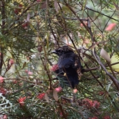 Corcorax melanorhamphos at Greenleigh, NSW - 3 Oct 2023 09:38 AM