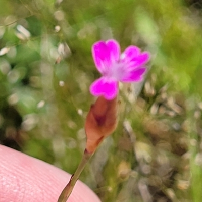 Petrorhagia nanteuilii (Proliferous Pink, Childling Pink) at Murringo, NSW - 7 Oct 2023 by trevorpreston