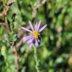 Vittadinia cuneata var. cuneata (Fuzzy New Holland Daisy) at Dananbilla Nature Reserve - 6 Oct 2023 by trevorpreston