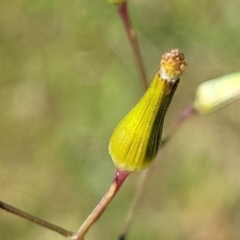 Senecio interpositus at Murringo, NSW - 6 Oct 2023 by trevorpreston