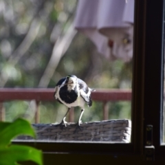 Grallina cyanoleuca (Magpie-lark) at Greenleigh, NSW - 25 Sep 2023 by LyndalT