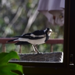 Grallina cyanoleuca at Greenleigh, NSW - 25 Sep 2023 07:31 AM