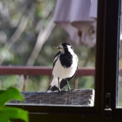 Grallina cyanoleuca at Greenleigh, NSW - 25 Sep 2023 07:31 AM