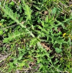 Cirsium vulgare (Spear Thistle) at Murringo, NSW - 6 Oct 2023 by trevorpreston