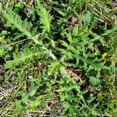 Cirsium vulgare (Spear Thistle) at Murringo, NSW - 7 Oct 2023 by trevorpreston