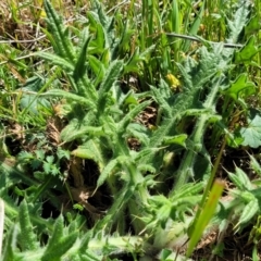 Cirsium vulgare at Murringo, NSW - 7 Oct 2023