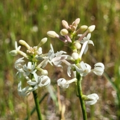 Stackhousia monogyna (Creamy Candles) at Murringo, NSW - 6 Oct 2023 by trevorpreston