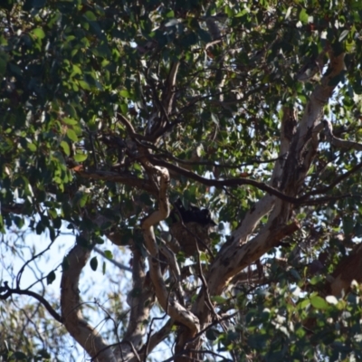 Corcorax melanorhamphos (White-winged Chough) at Greenleigh, NSW - 28 Sep 2023 by LyndalT